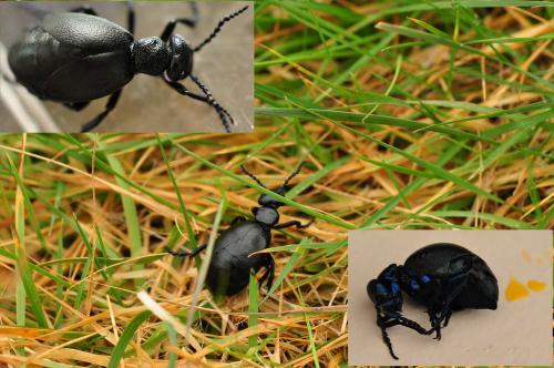 Meloe violaceus